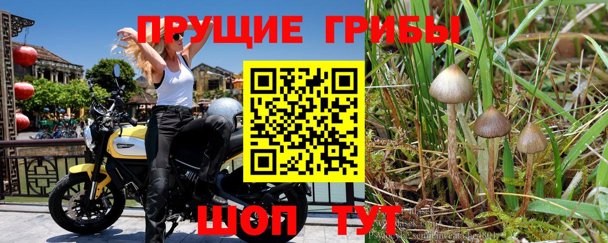 Джанкой  Галлюциногенные грибы Psilocybe  Вход с VPN 