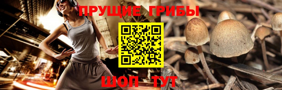 Псилоцибиновые грибы Psilocybine cubensis Джанкой